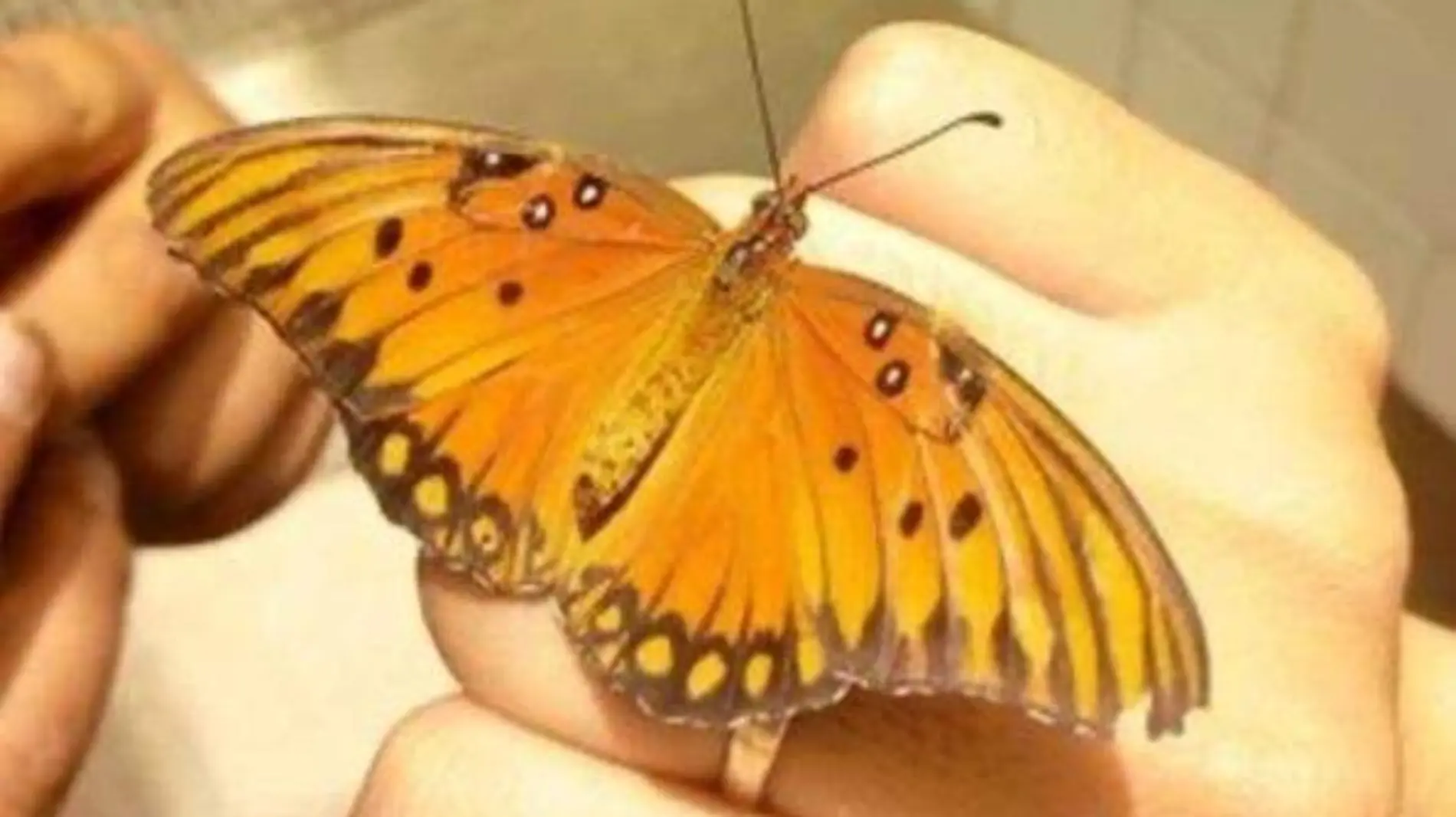 Mariposa monarca (9)